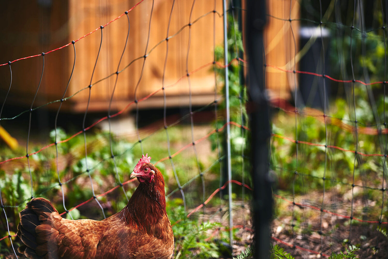 Hawkins chicken